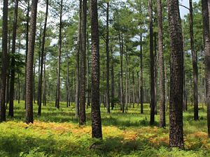 An open pine savanna of tall, widely spaced pine trees with a low understory of thick ferns.