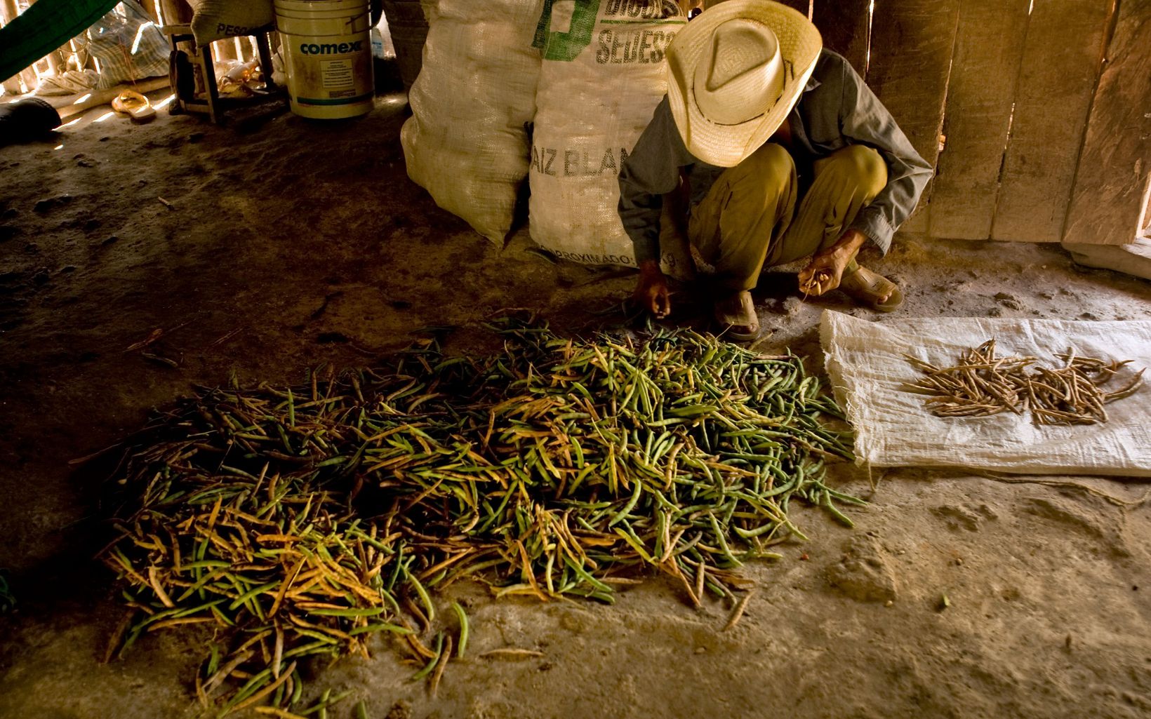 sorts beans in a hut.