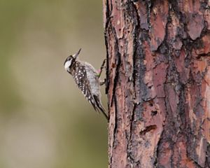 black and white bird on the bark of an old growth tree