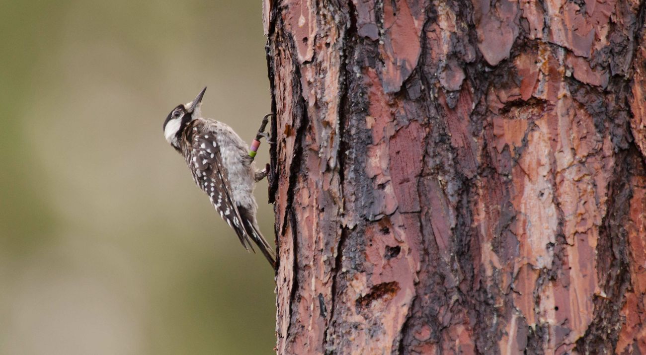 a black and white bird on the bark of a tree facing away from it.