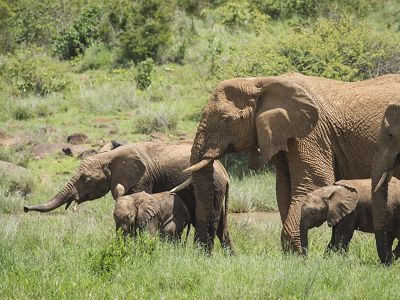 A herd of elephants at Loisaba Conservancy in Laikipia, northern Kenya.