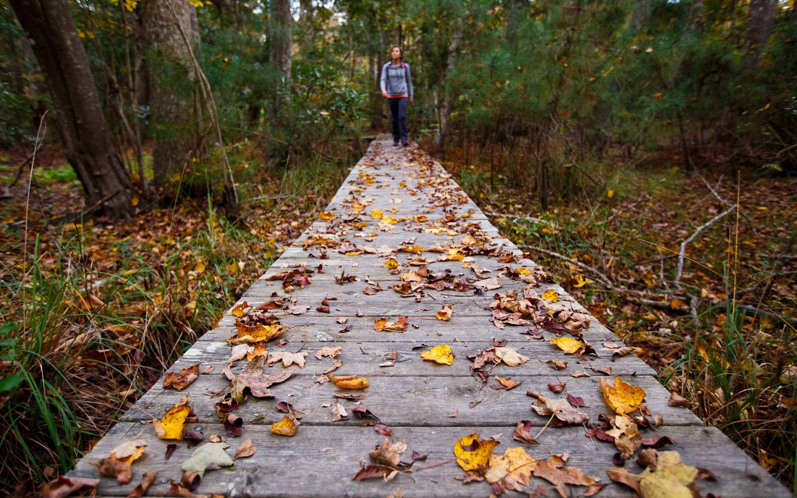 A hiker walks towards the camera along a boardwalk covered in yellow and brown leaves.