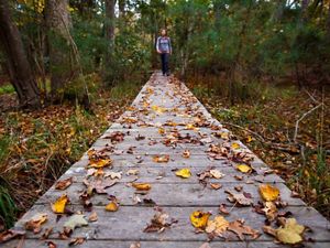 Bekah Herndon hikes amidst colorful fallen leaves on a boardwalk along the Blueberry Ridge Trail in the Nags Head Woods Preserve © Ben Herndon