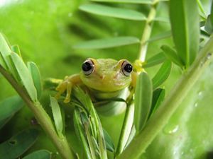 a close up shot of a green frog hanging on greenery