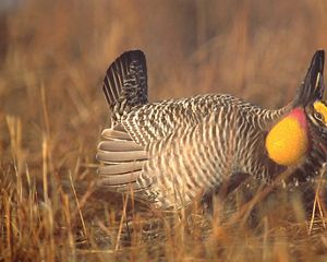 Greater Prairie chicken