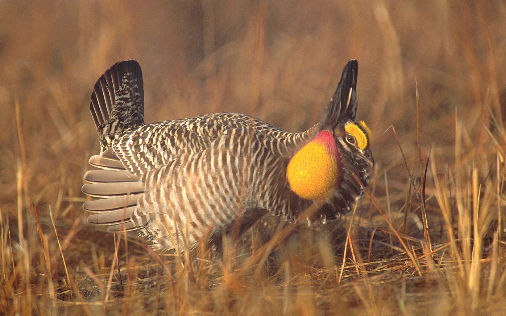 Greater prairie chicken inflates its throat sacks to prepare for booming. © Dominique Braud