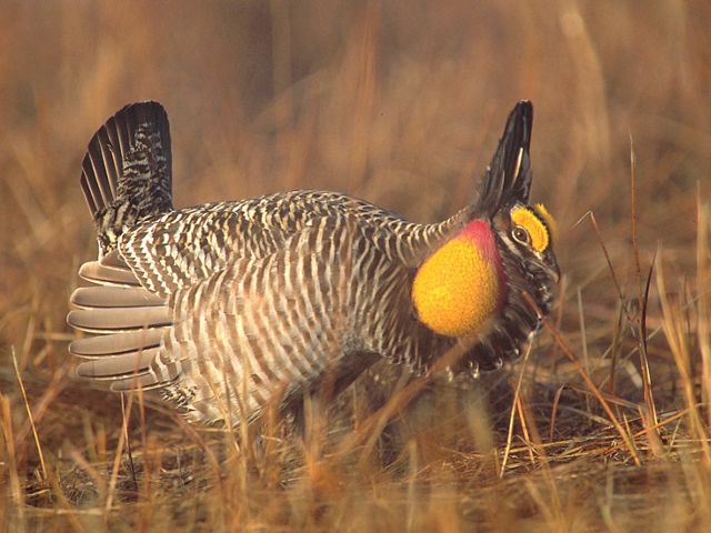 Profile view of a greater prairie chicken displaying courting behavior: inflated air sac, lowered head, raised feathers.