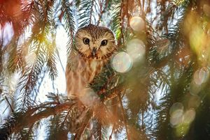 A saw-whet owl sits on a tree branch.