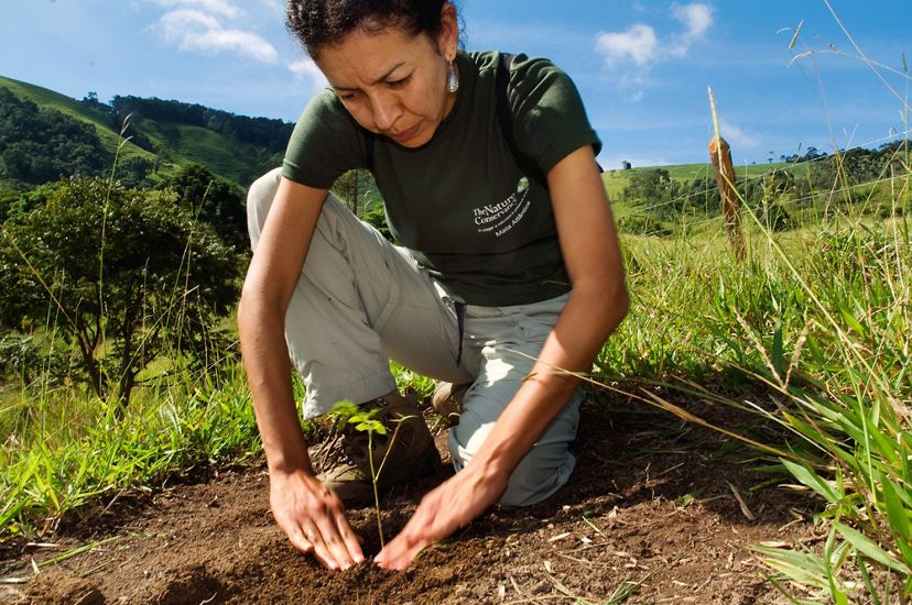 Claudia Picone, a staff member with The Nature Conservancy, plants seedlings in the Extrema municipality of Brazil.