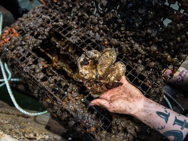 The Billion Oyster Project gives restaurants an opportunity to not only divert shells from landfills, but also reclaim this valuable resource needed to restore oyster reefs.