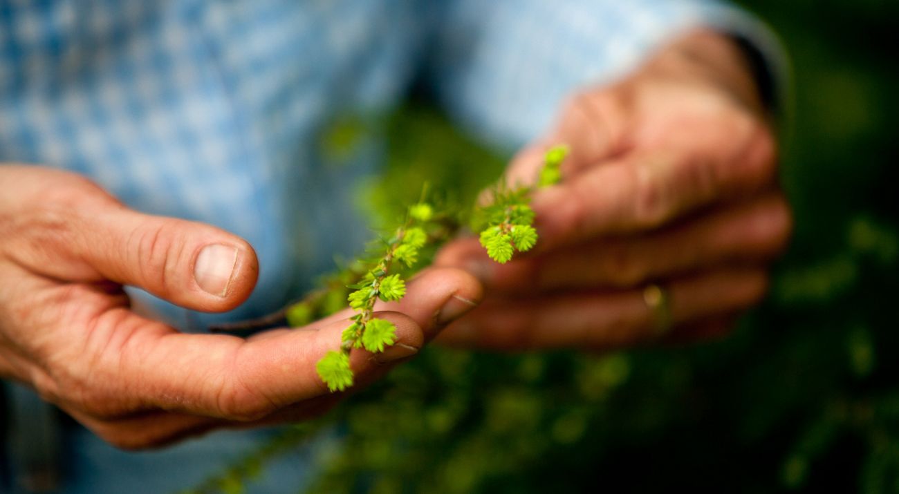 hands holding a small green plant