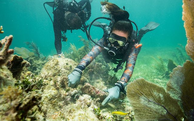 two scuba divers holding string are repairing a broken piece of coral