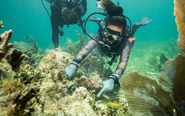 A diver practices securing corals to a reef to prepare for repairing reefs following hurricanes.