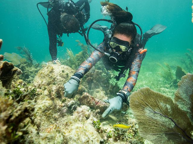 A diver repairs corals underwater.