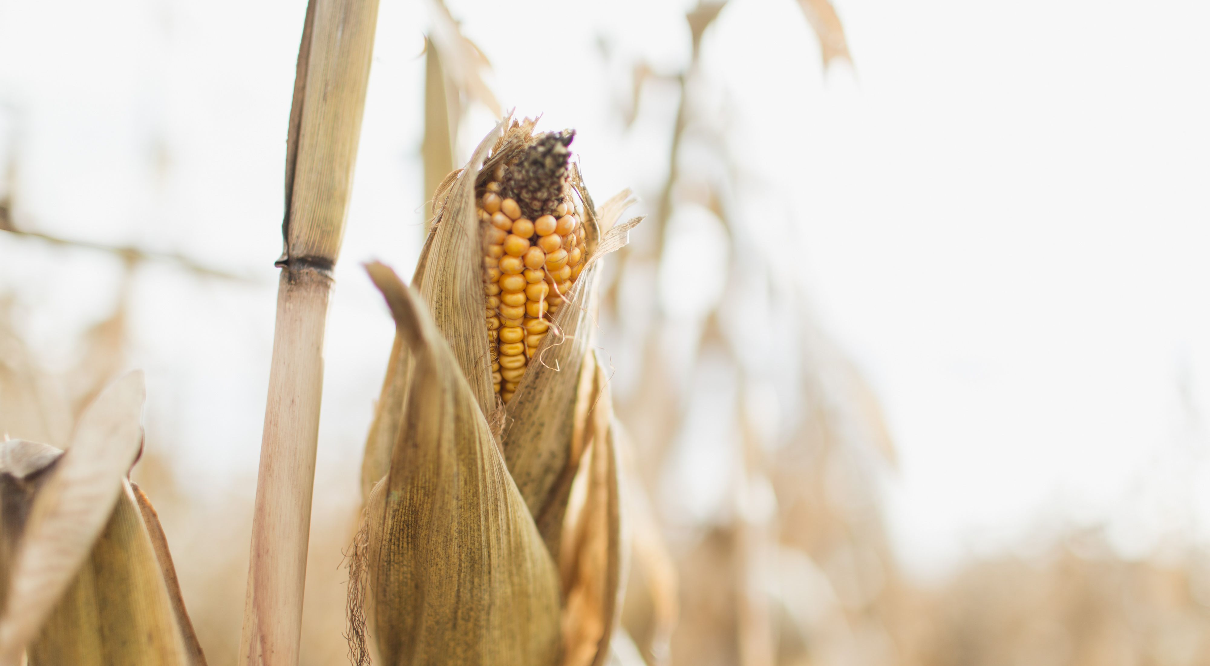 An ear of corn on Carrie Vollmer-Sanders' farm in Ohiol
