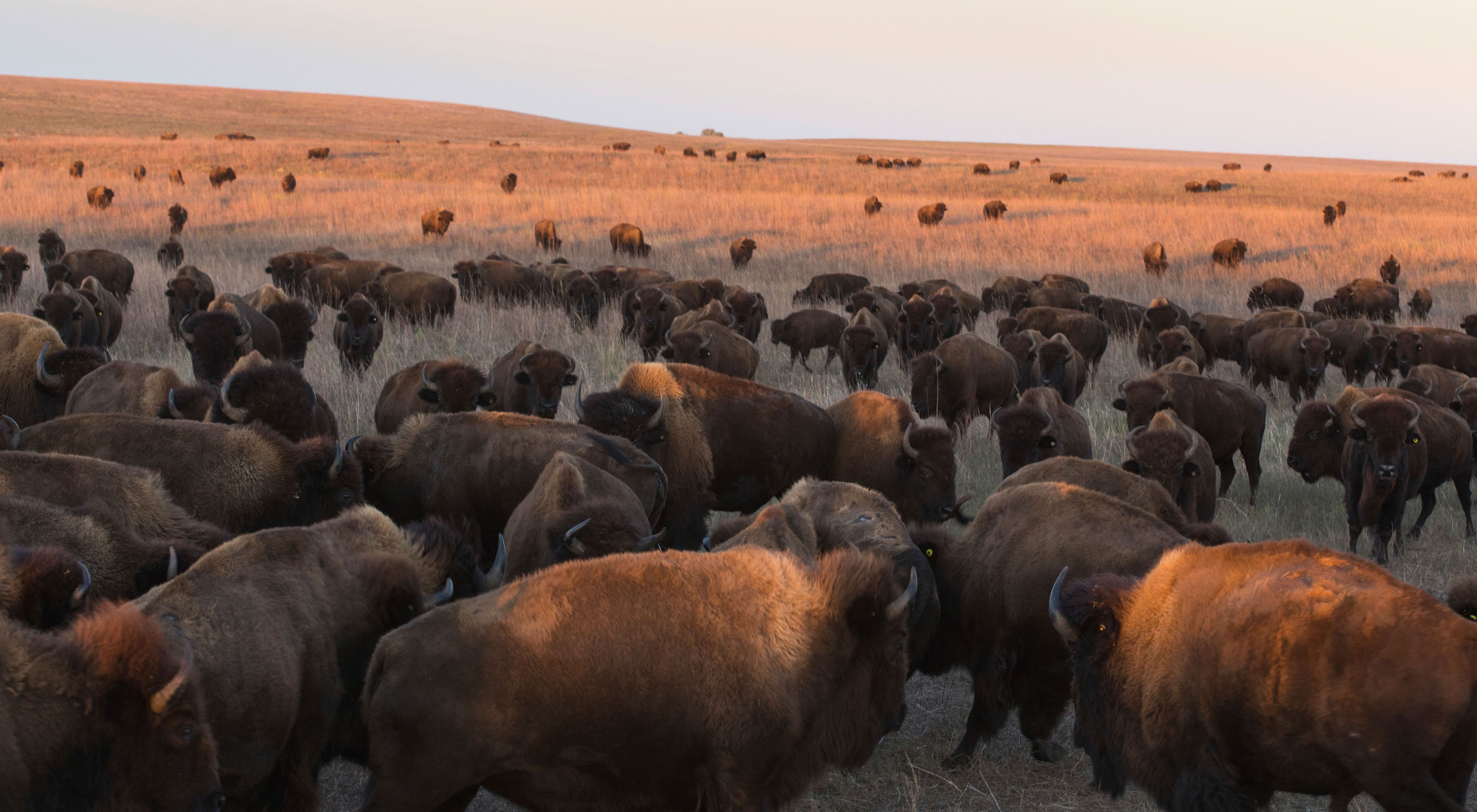Bison on the tallgrass prairie