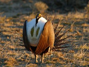A male greater sage-grouse on lek grounds.