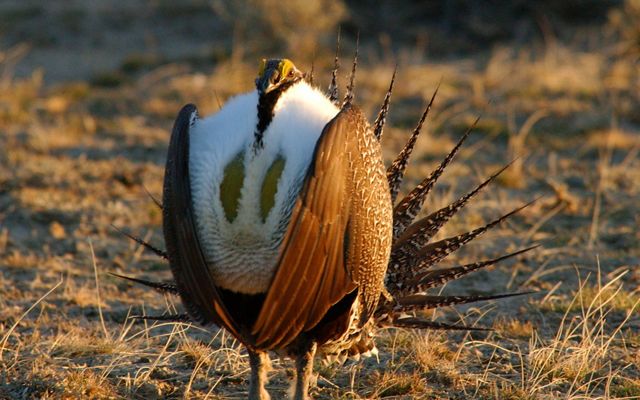 A sage grouse with brown wings displays its puffed up white chest and splayed tail feathers.