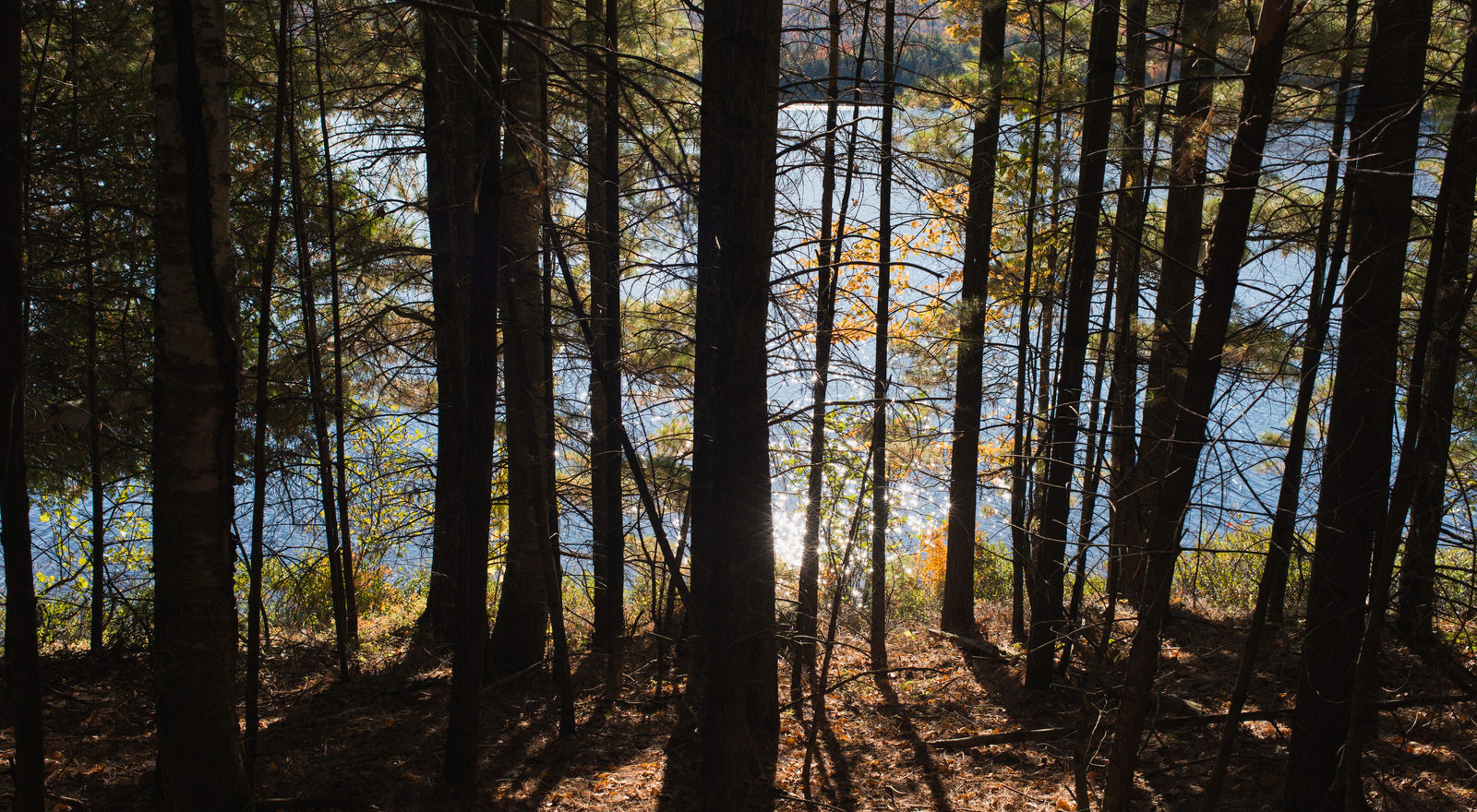 Light shining through trees on a shoreline in the Adirondacks.