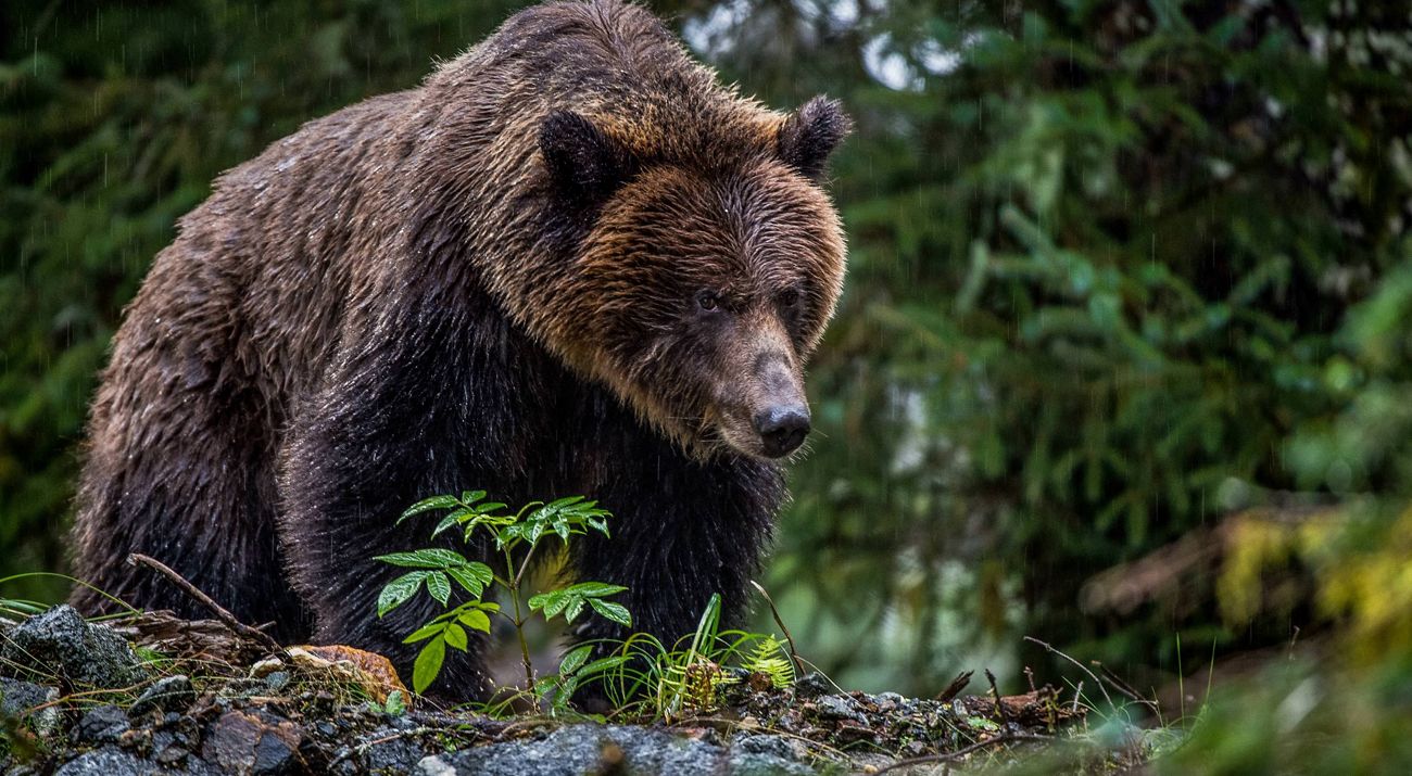 Brown bear standing atop leafy mound of dirt in the rain.
