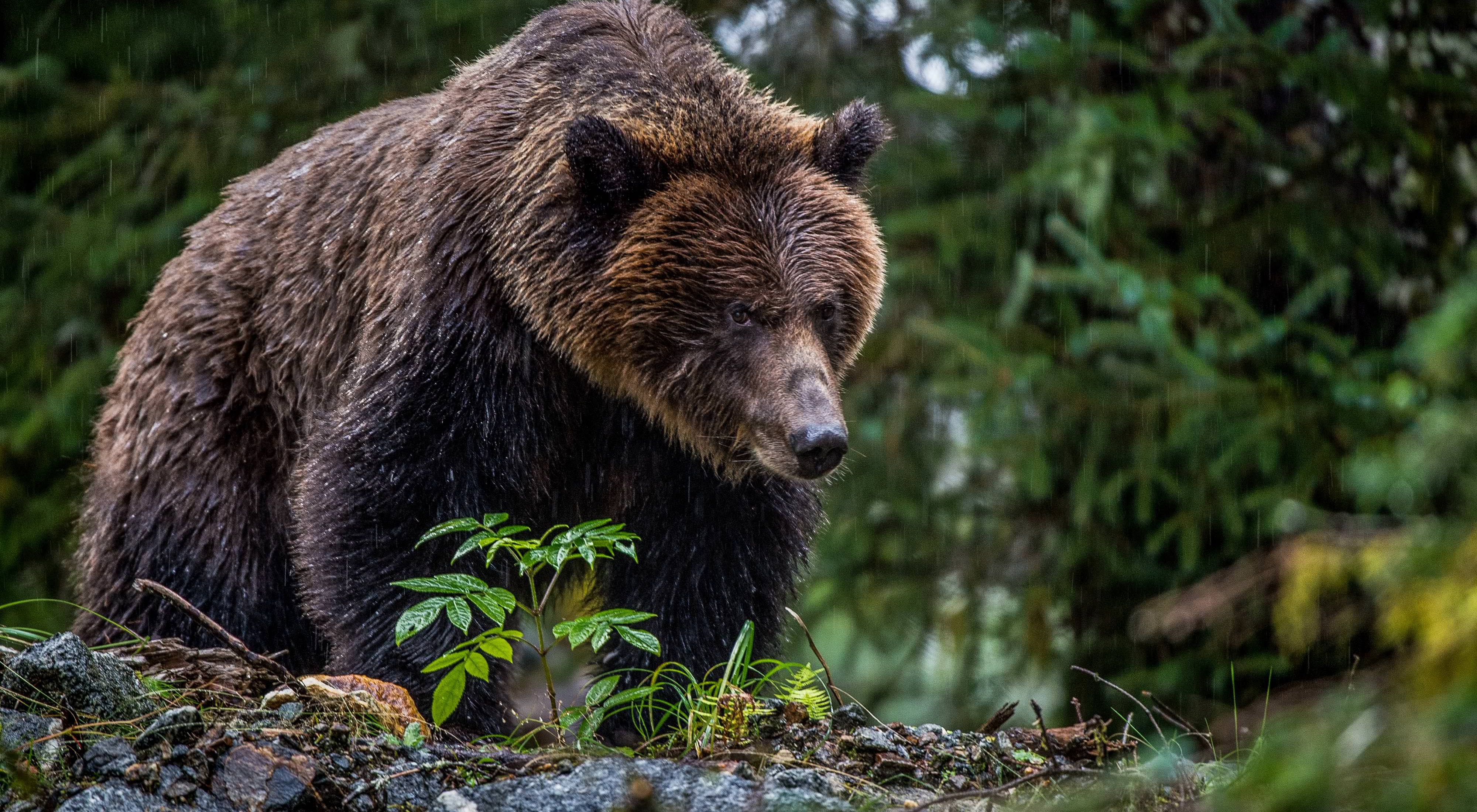 Brown bear standing atop leafy mound of dirt in the rain.
