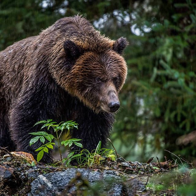 Powerful grizzly bear walks through the forest.