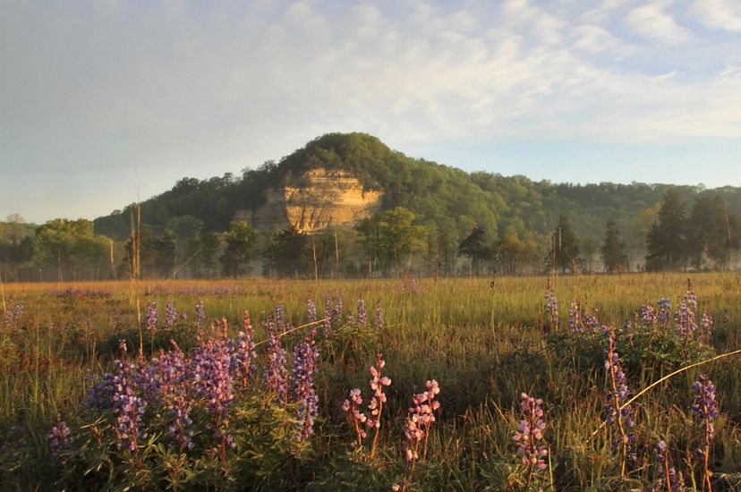 A tree covered hill rises from a flower filled prairie.
