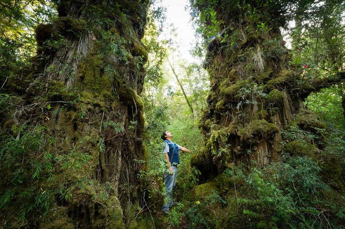 a man standing amongst two giant trees, looking up.