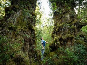A Valdivian Coastal Reserve park guard stands between two giant Alerce trees covered in moss and leaves.