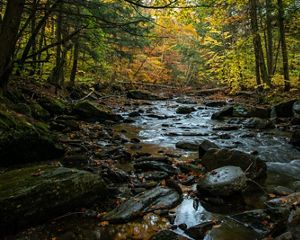 A river with rocks flowing through a forest with fall leaves.