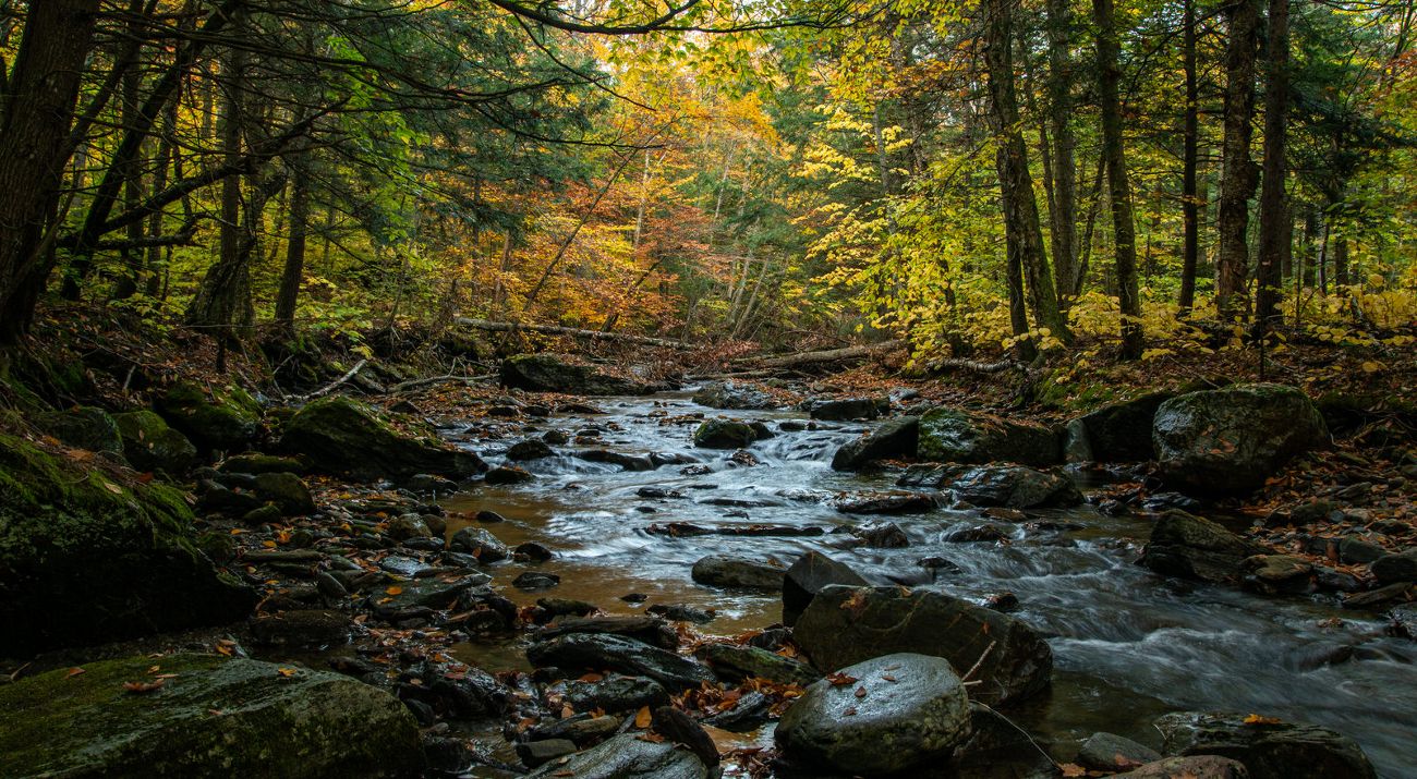 A river with rocks flowing through a forest with fall leaves.