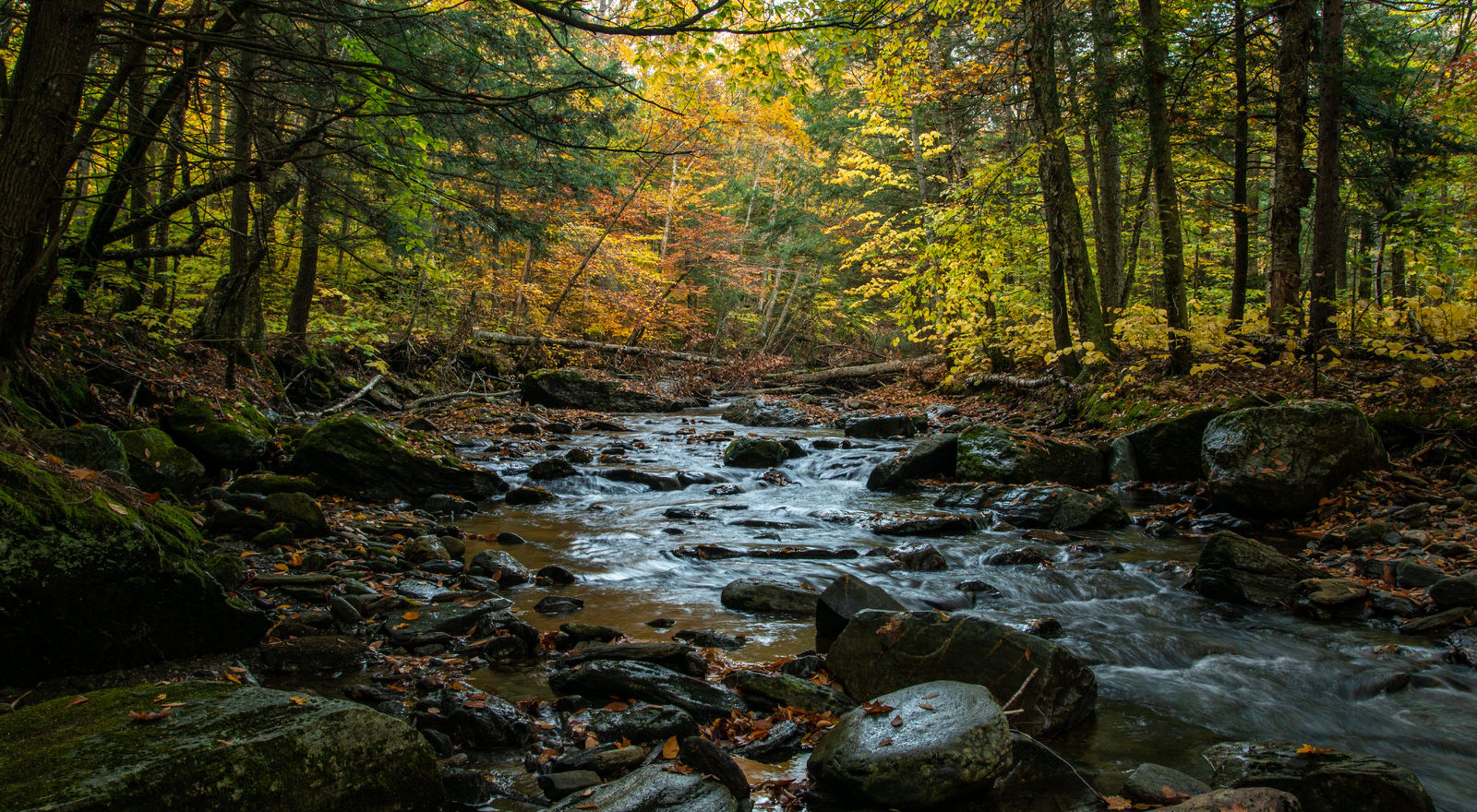A river with rocks flowing through a forest with fall leaves.