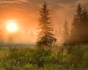 An orange sunrise viewed through mist over a forested landscape.