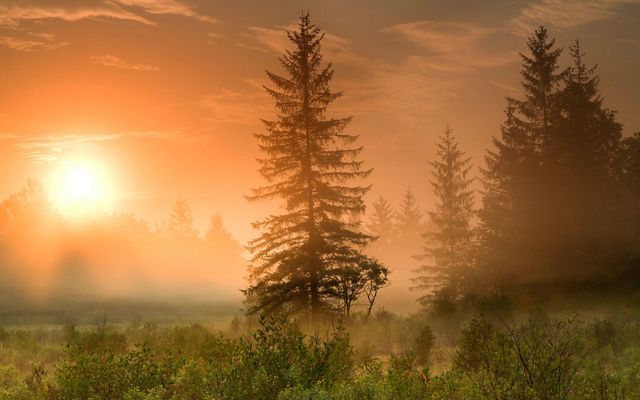 The rising sun casts golden morning light over a hemlock forest.