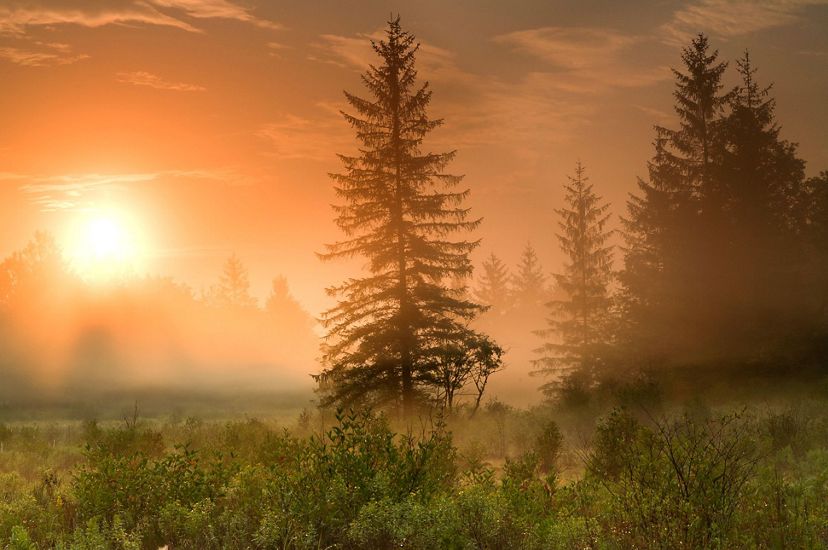 The rising sun casts golden morning light over a hemlock forest.