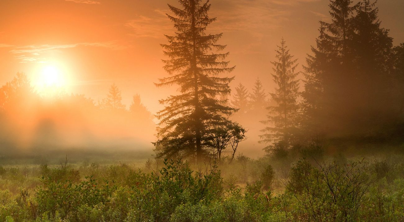 An orange sunrise viewed through mist over a forested landscape.