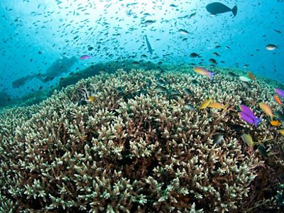 Hard coral reef with Anthias and Damsels near Indonesia.