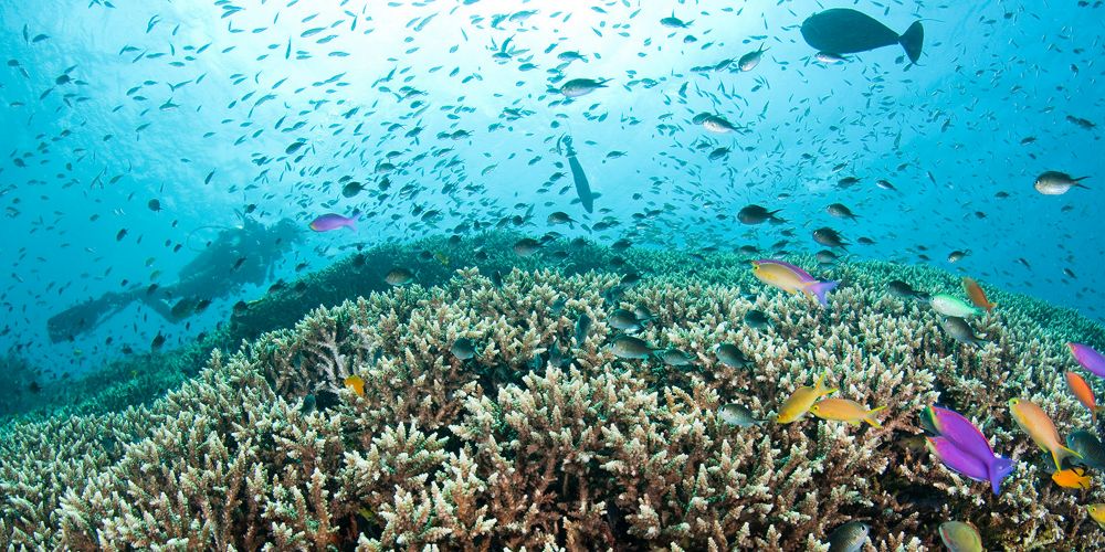 Hundreds of fish swim around a coral reef, while a scuba diver swims in the background.