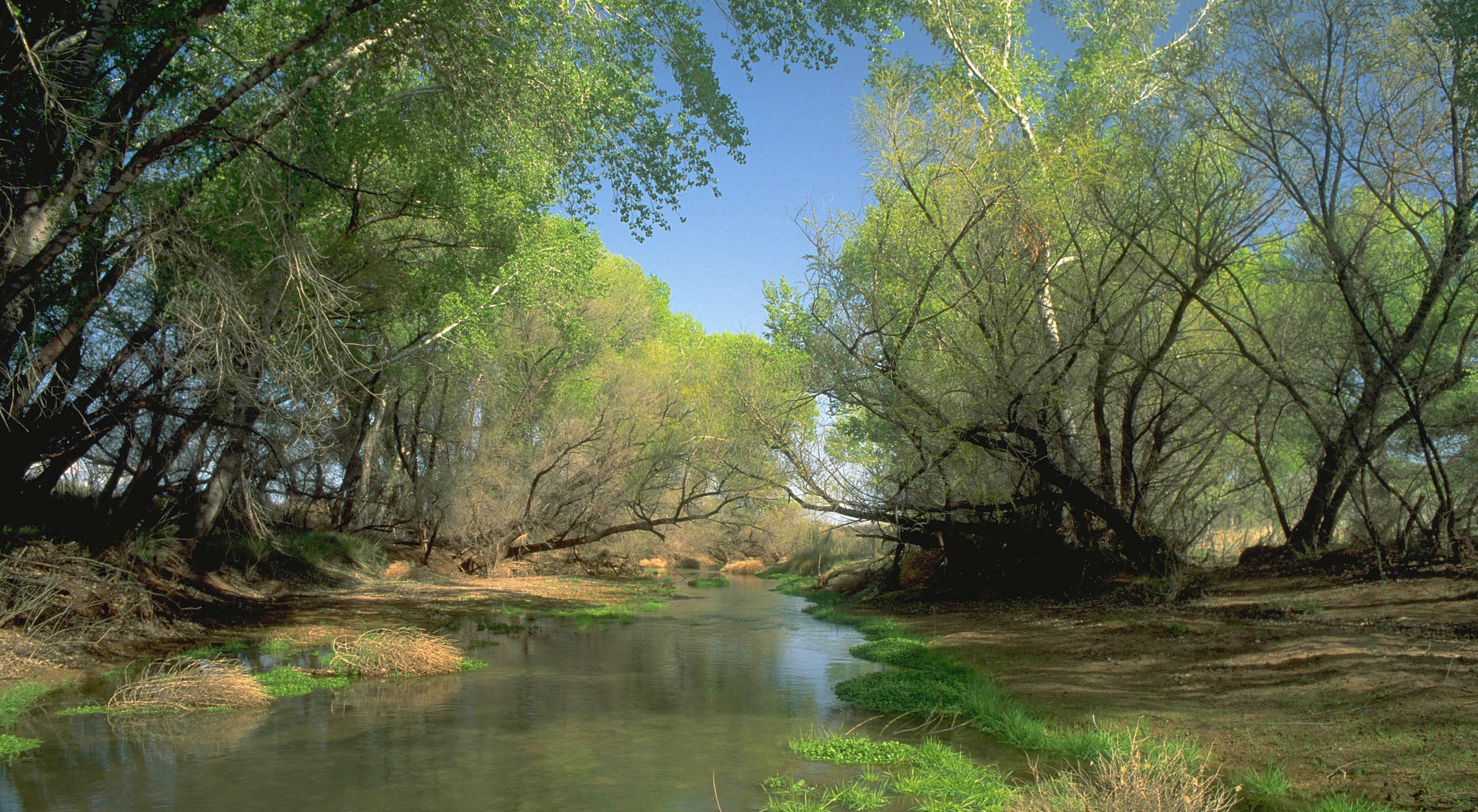 Water-level view of San Pedro River with trees arching overhead.