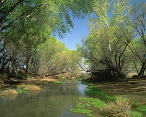 Water-level view of San Pedro River with trees arching overhead.