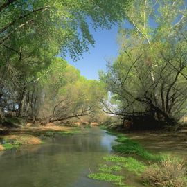 A river flows below arching trees near downtown Phoenix.