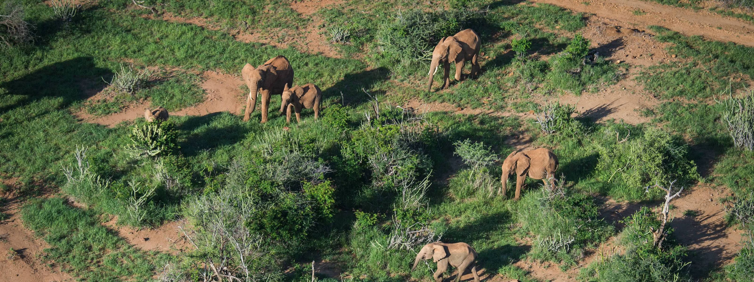 an aerial view of elephants walking through grasslands