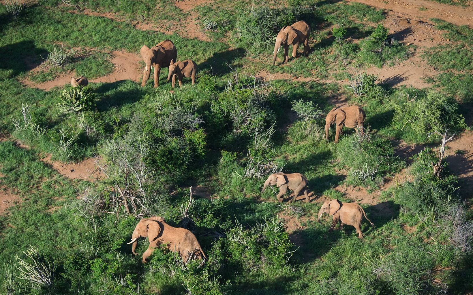Aerial view of elephants at Loisaba Conservancy in northern Kenya.
