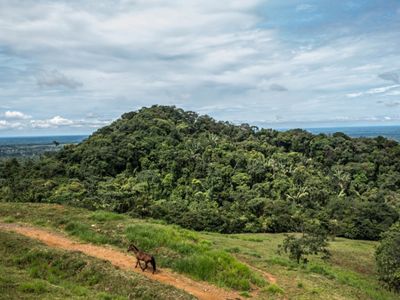 TNC has been closely monitoring the population of wildlife in the area and the farm has been part of the sustainable ranching program that promotes silvopastoral systems.
