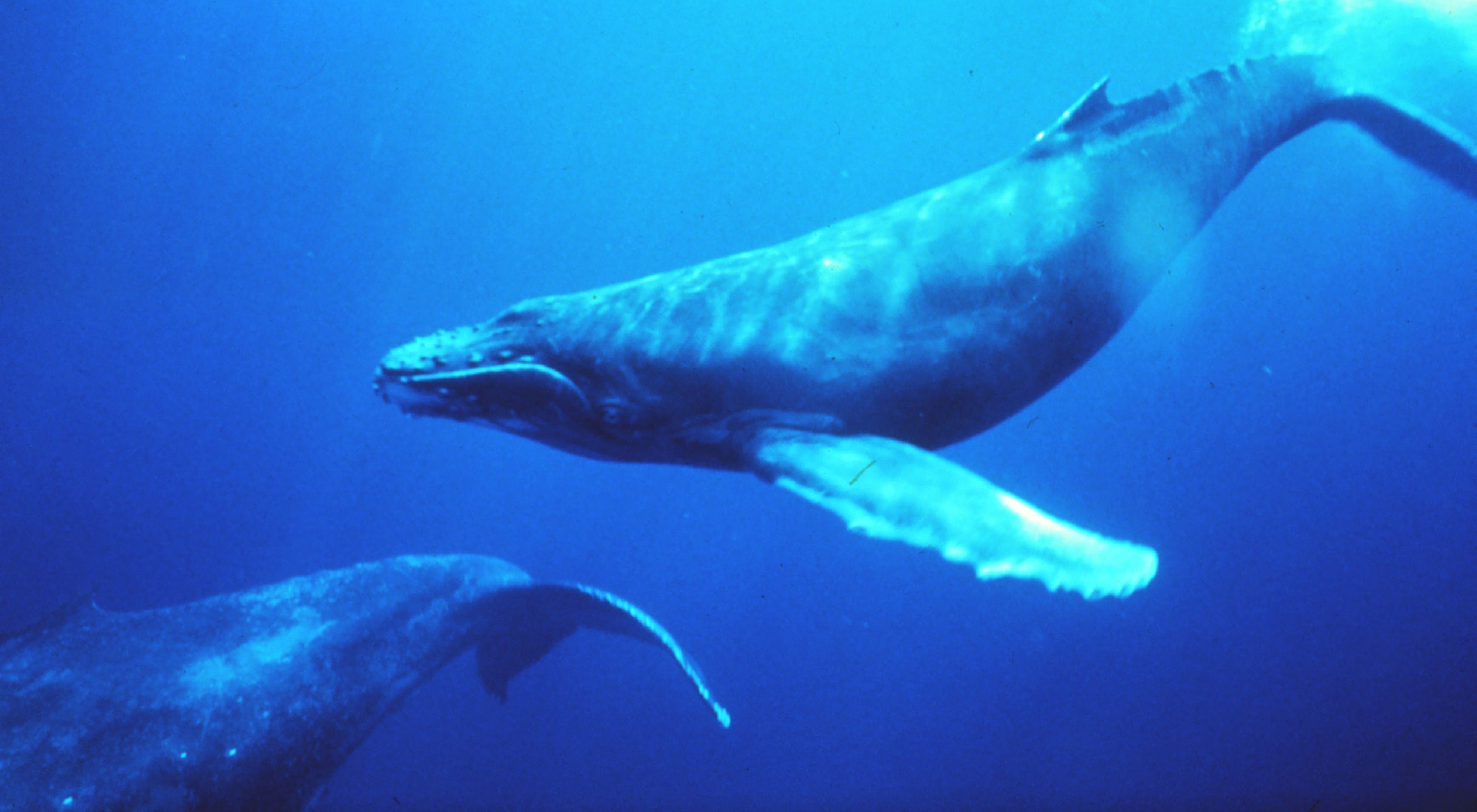 underwater view of two whales swimming in clear blue water