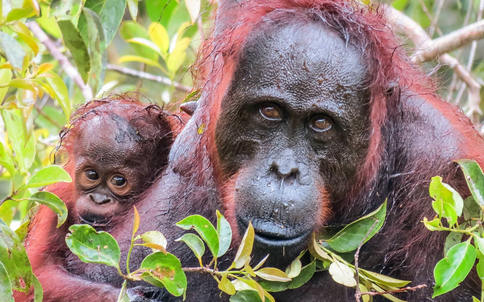 An orangutan and baby  in Tanjung Puting National Park in Borneo, Indonesia © © Katie Hawk / The Nature Conservancy