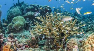 Corals in the waters of the Virgin Islands.