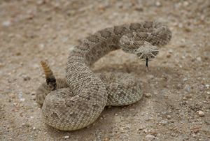 A brown snake is curled up, ready to strike.