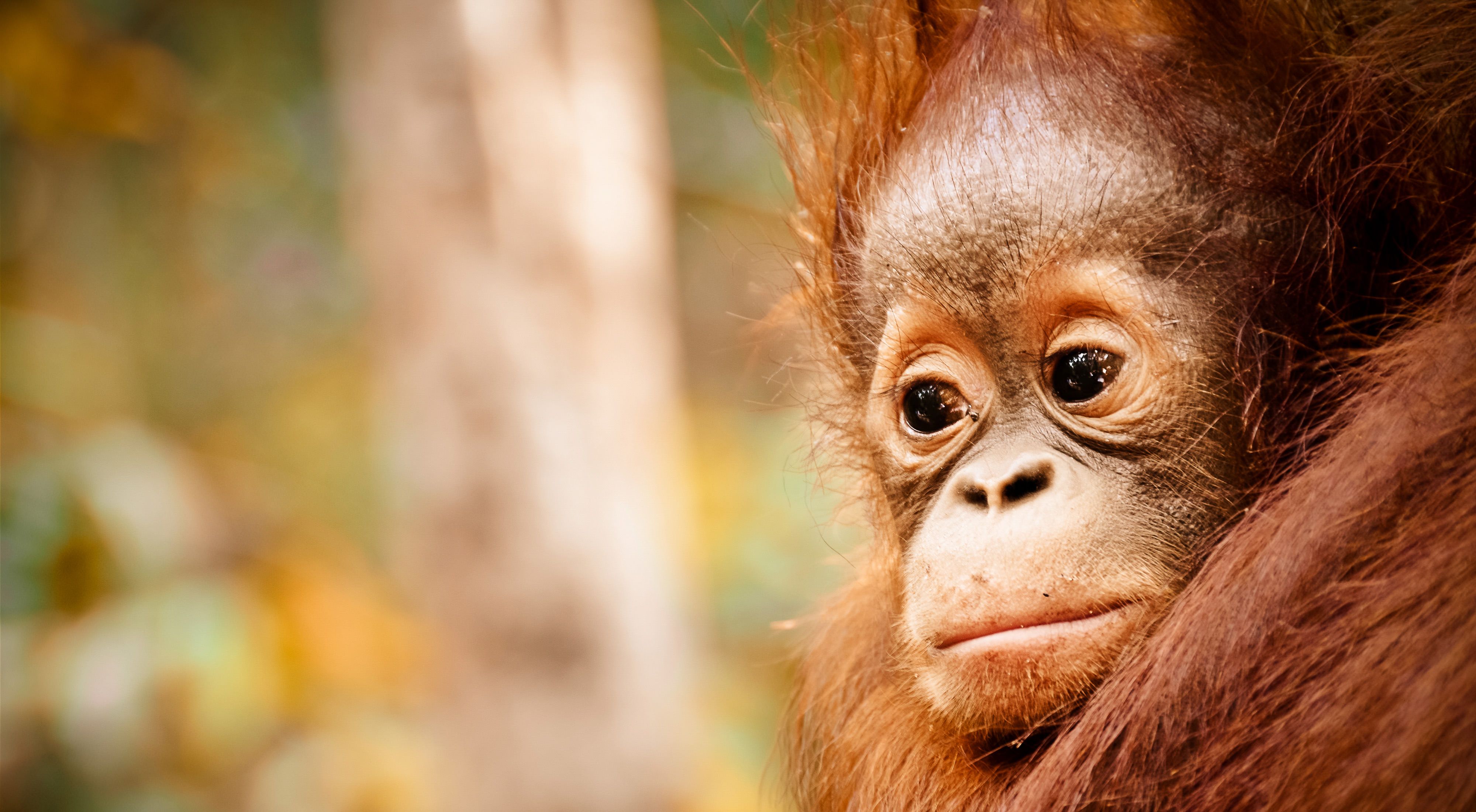 Baby orangutan close up. 