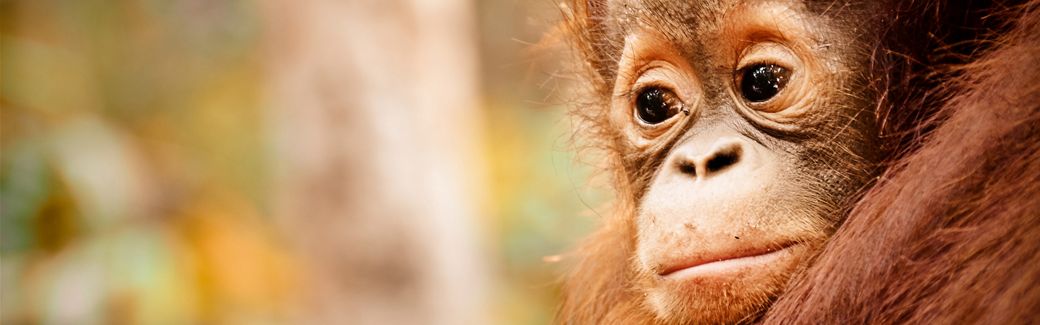 Close-up of a young orangutan.
